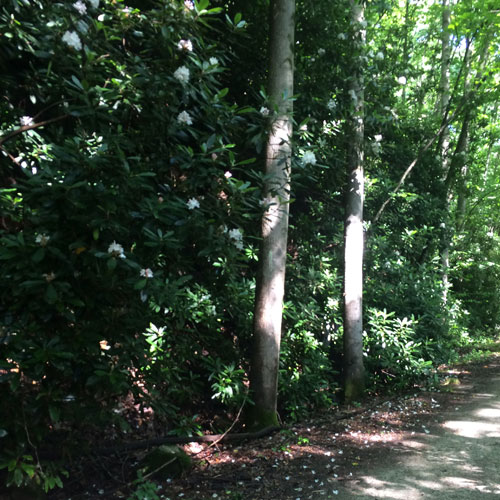 Mountain Laurel Bloomed Along The GAP